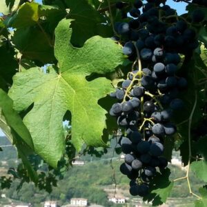 Amarone Experience