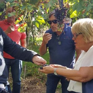 Amarone Experience