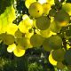 Soave Fragrance