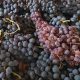 Amarone e Soave Experience