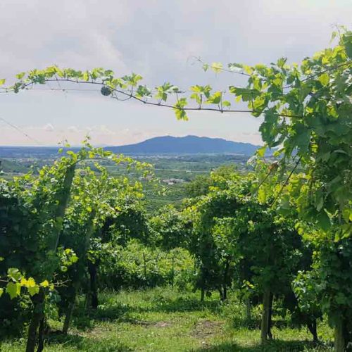 Vineyards and Castles