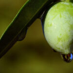 Vineyards and Olive Oil